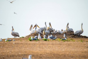 В Астраханской области загнездились кудрявые пеликаны
