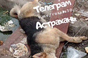 В Астрахани обнаружили труп собаки со связанными задними лапами