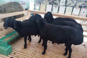 Астраханская область представила овец и&#160;коз на международной выставке племенного скота