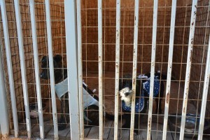 За месяц в&#160;Астраханской области выловили 255&#160;собак
