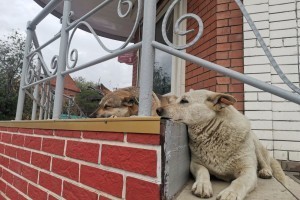 Астраханская область может получить право решать судьбы бродячих собак