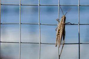 В четырёх районах Астраханской области продолжается нашествие опасного насекомого