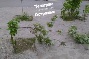 Вандалы сломали молодые деревца в Астрахани