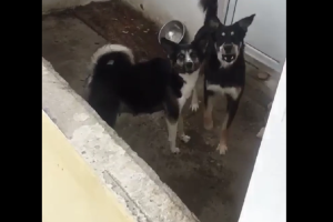 Вонь, вой, громыхание цепей: астраханцам мешают жить собаки на соседском балконе