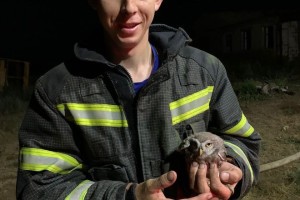 Под Астраханью пожарные спасли из огня краснокнижную птицу
