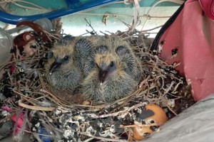 Семья голубей свила гнездо и&#160;вывела потомство на балконе астраханки