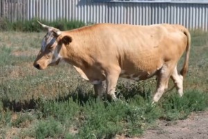 Под Астраханью сельчанам досаждают коровы-хулиганки