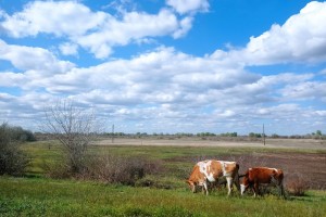 В Астраханской области выявлен очаг бруцеллеза у коров