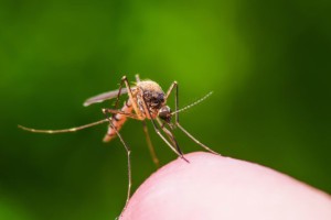 Иммунолог назвал опасные последствия укусов комаров