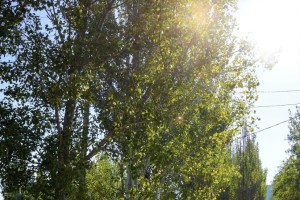 23 июня в Астраханской области будет солнечно