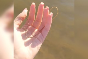На пляже в Астрахани обнаружили паразита: опасен ли он?