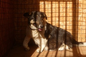 В Астраханской области появится новый приют для собак