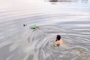Астраханские собаки утопили голубя в Лебедином озере