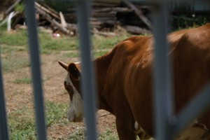 В Приволжском районе задерживают безнадзорных коров