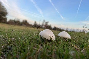 Почему можно отравиться съедобными грибами и как этого избежать?