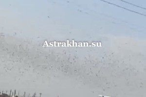 Астраханскую область атаковала саранча