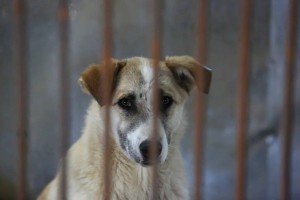 В Астраханской области возьмутся за «воспитание» безнадзорных собак