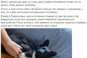 Голландский блогер посоветовал сделать из Астрахани «собачью столицу»