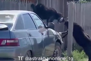 Два козла устроили скачки на автомобиле астраханца