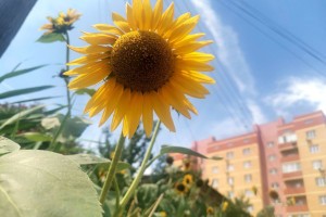 Роман Вильфанд рассказал, какой будет августовская погода в Астраханской области