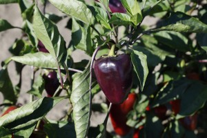 Фиолетовые перцы: в Астраханской области продолжают выращивать необычные овощи