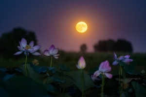 Астраханка сделала завораживающее ночное фото лотоса