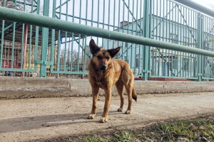 В Астраханской области собаки покусали более 920 детей