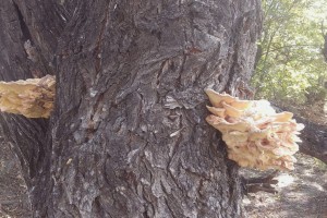 В Астраханской области обнаружили необычные грибы