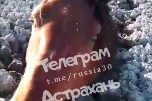 Четыре лошади увязли в грязи под Астраханью и не могут выбраться