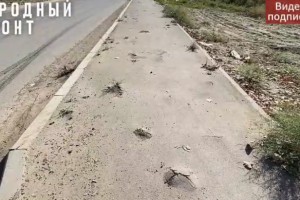 Астраханский тротуар пробили &#171;суровые&#187; сорняки