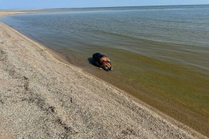 В Астраханской области обнаружили мертвые туши краснокнижного каспийского тюленя