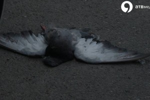 В Ставрополе массово умирают голуби
