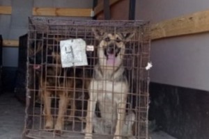 Жителей астраханского муниципалитета попросили не выпускать собак на&#160;улицу