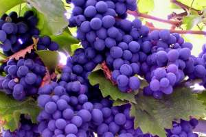 В Астрахани уничтожили более тонны винограда из Испании