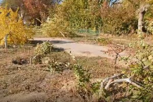 В центре Астрахани вандалы уничтожили десятки деревьев