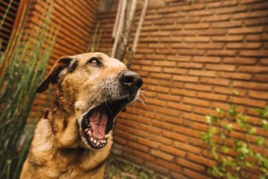 Администрация Икрянинского района Астраханской области ответит за укусы&#160;собак
