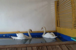 Астраханские лебеди отправились на зимовку в&#160;теплицу
