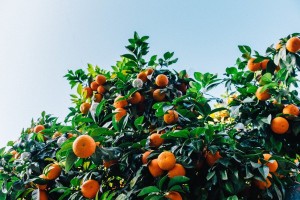 Астраханцев предупредили об опасности чрезмерного употребления мандаринов