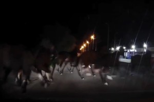 В Астрахани автомобиль чуть не врезался в&#160;табун лошадей на дороге