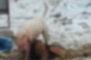 В Астраханской области бойцовская собака напала на пса