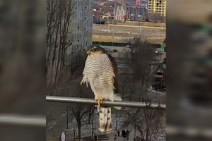 Астраханцы запечатлели на своем балконе хищную птицу