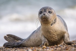 Астраханские пограничники снова спасли погибающего тюленя из сетей