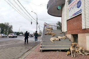 Депутат Госдумы обвинил мэра Астрахани в смерти астраханца, которого истерзали собаки
