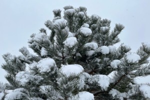 17 декабря в Астрахани ожидается снег и мороз