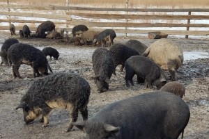 В Астрахани неизвестные выбросили трупы больных свиней на мусорку