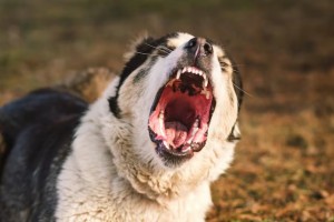 Администрация Енотаевского района выплатила компенсацию астраханке за укус собаки