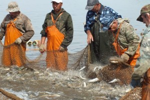 Чем вызваны экстремально низкие объемы промыслового улова в Астраханской области