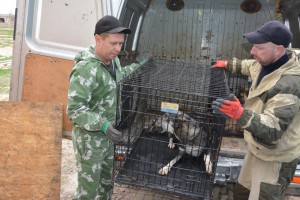 В Астраханской области разрешили усыплять собак без владельцев