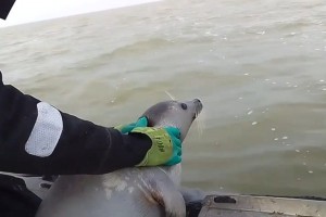 Астраханские пограничники спасли еще одного каспийского тюленя