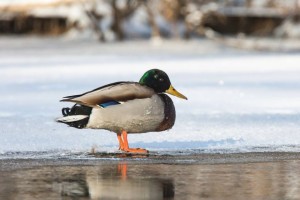 Какие птицы обитают зимой в Астраханском заповеднике?
